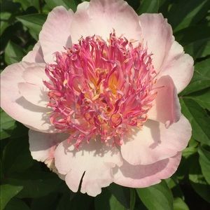 Meet your Posher, Cynthia